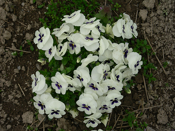 pansy in flower